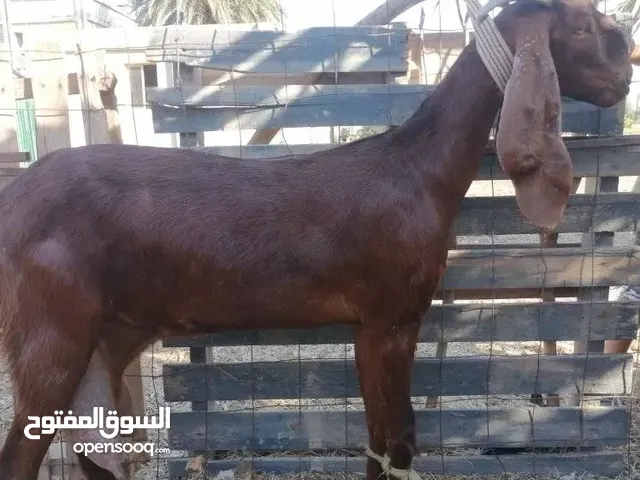عنز قبرصية رباع عشرة وحليب ما شاء الله