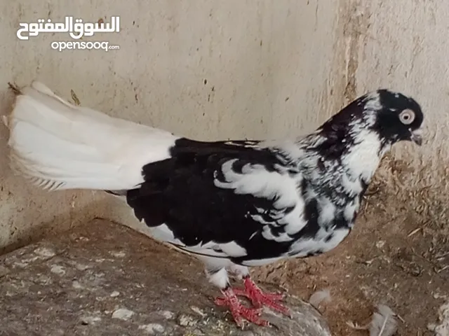 مطبعات سود وهنديات