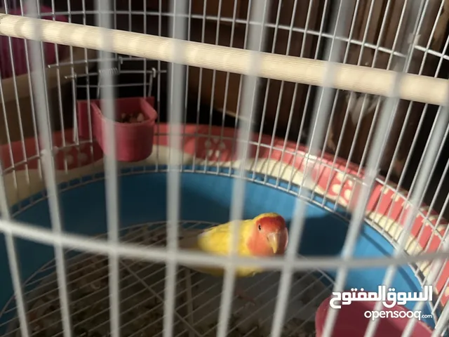 طير فيشر لون مانجو