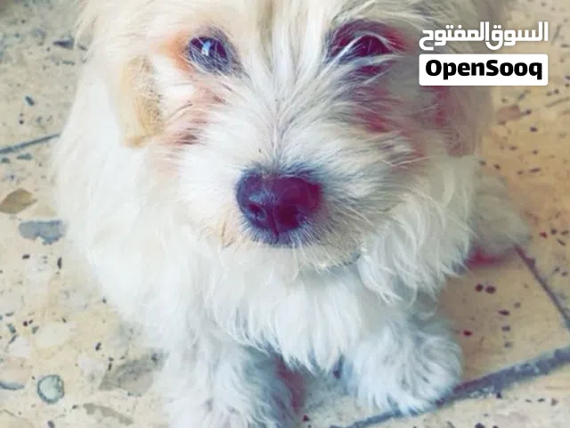 مالتيز  صافي غير مهجن