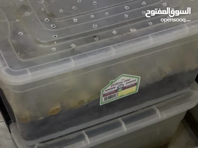 حلزونات للبيع والعمر من 7 شهور ل سنه ونص