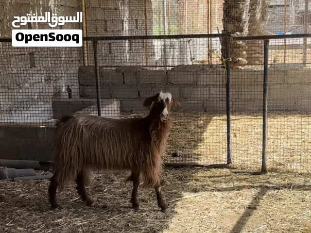 شاه حلال بني سعيد
