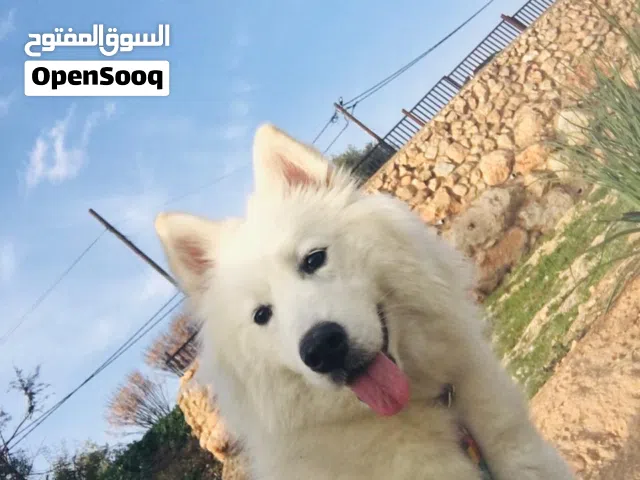 انثى سامويد