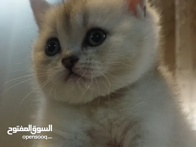 قطه سكوتش ستريت سلفر