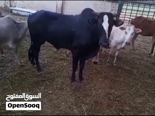 ثور محلي للبيع