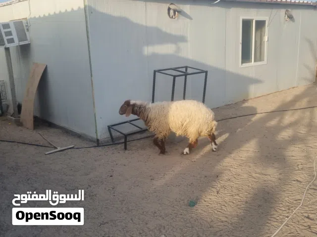 زوج خروف نعيمي