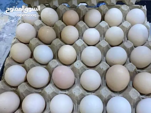 يوجد بيض دجاج عرب ملقح او بيض بشوش ملقح من ذكر مصري