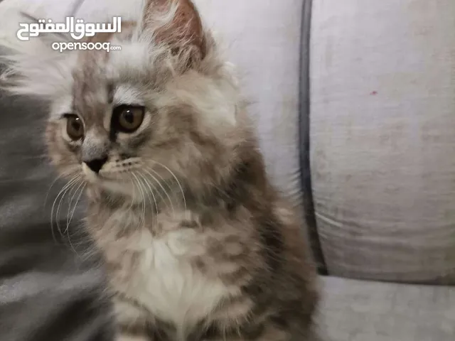 قطة شيرازية للبيع قابلة للتفاوض Shiraz  cat for sale