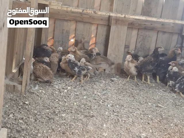 فروجات كويتي للبيع