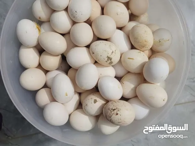 بيض بلدي مخصب