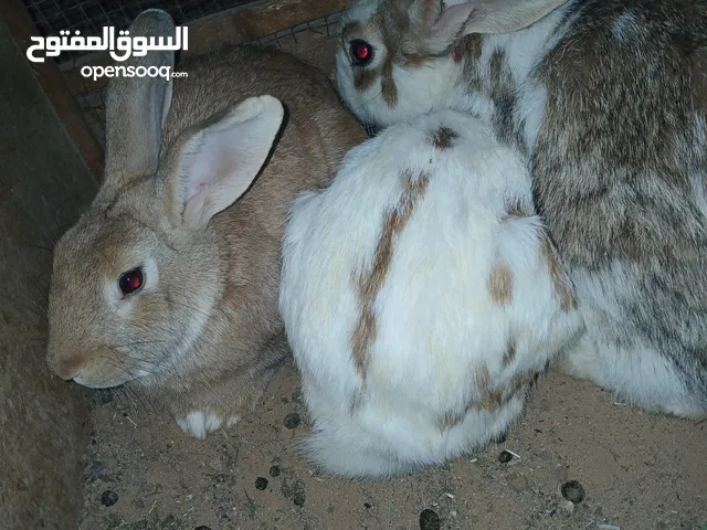 3 أرانب ذكر وزوز انتايات