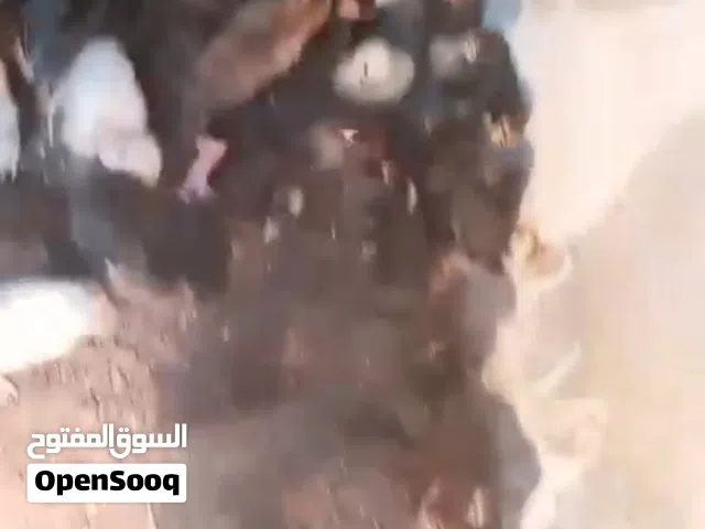 صيصان بلدي و ابو رقابه