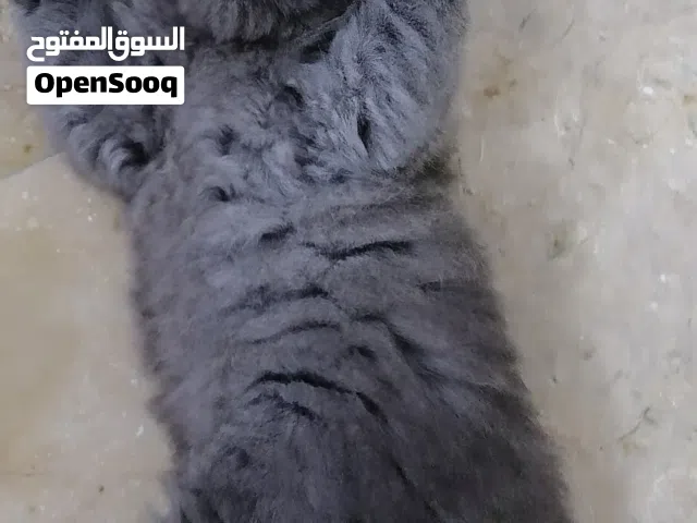 قطط برتش و شانشيلا من القطط النادره تربيه بيت العمر شهر ونص