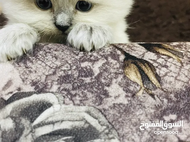 Kitten sherazi