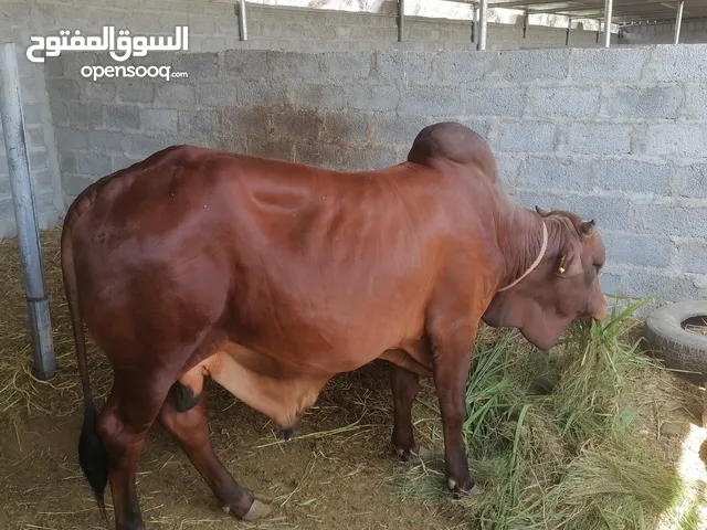 للبيع ثور مطعوم سنه