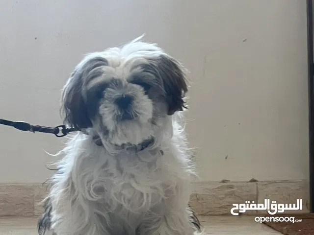 كلب شيتزو عمر 7-8 اشهر