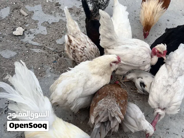 دجاج عرب للبيع تابع الوصف بياضات