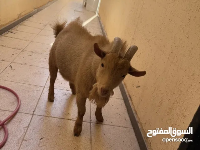 تيس قزم فحل