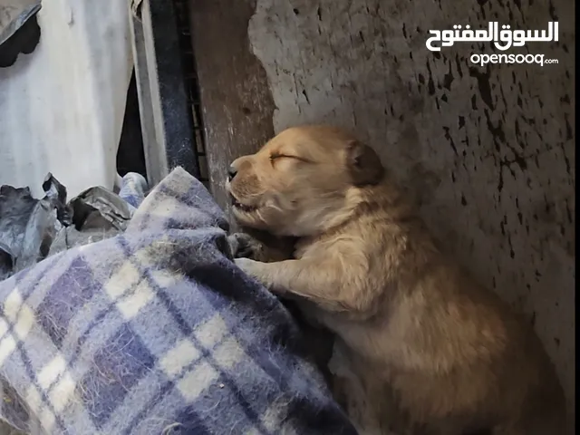 الطف جولدن ريتريفر