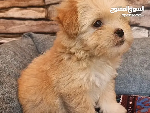 كلب فرنش مالتيز ذكر عمره ثلاث اشهر