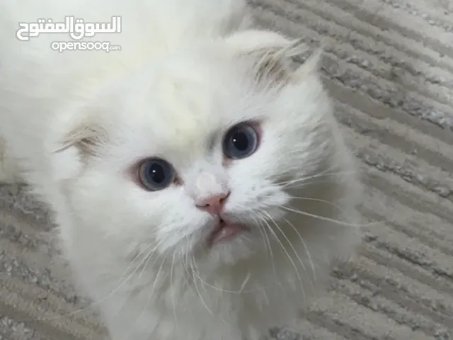 ذكر سكوتش فولد مكس معه شيرازي حط سعرك وشله
