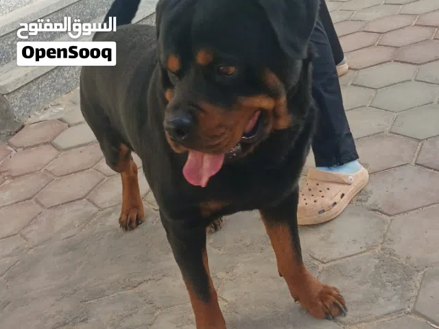 كلاب روت ألماني للجواز عايز جروي
