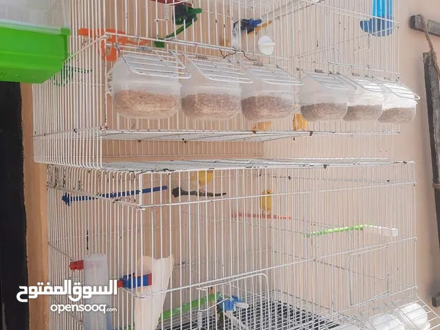 قفص عصافير كنار مطير