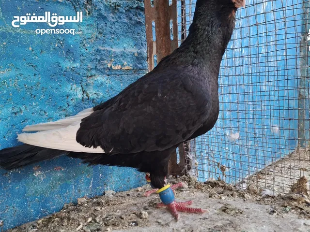 جوز مساويد