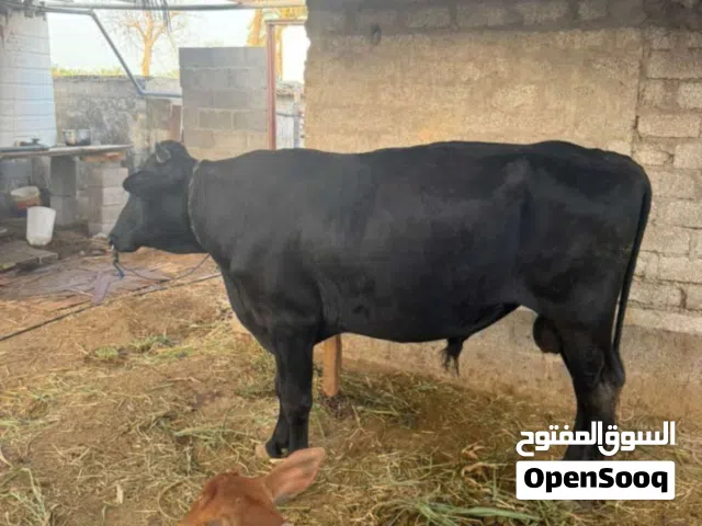 Located in Barka billah