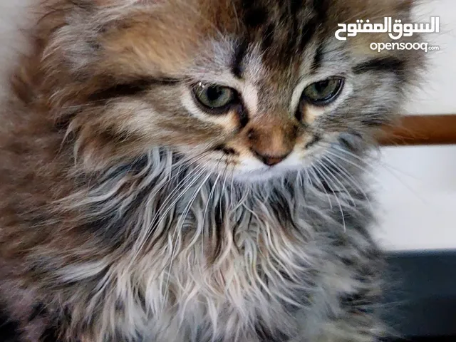 سكوتش فولد  قطة انثى شهرين  مدربة على اللتر بوكس