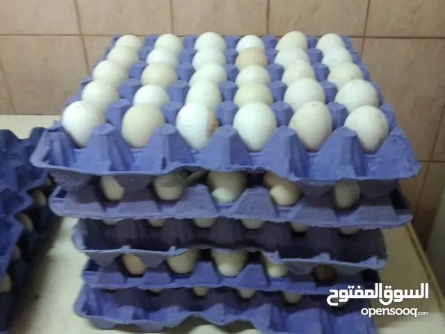 للبيع بيض دجاج عربي السعر 2 الاستلام جواخير الهجن