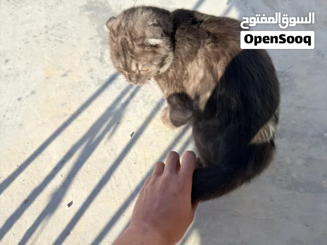 للبيع الموقع القويسمه