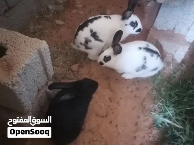 ارانب للبيع 2 انتي وذكر