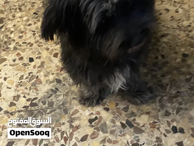 كلب شناوزر ذكر