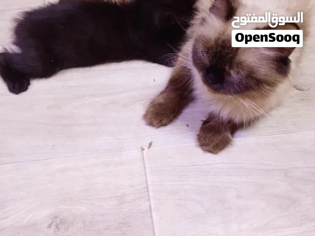 قطه انثى للبيع