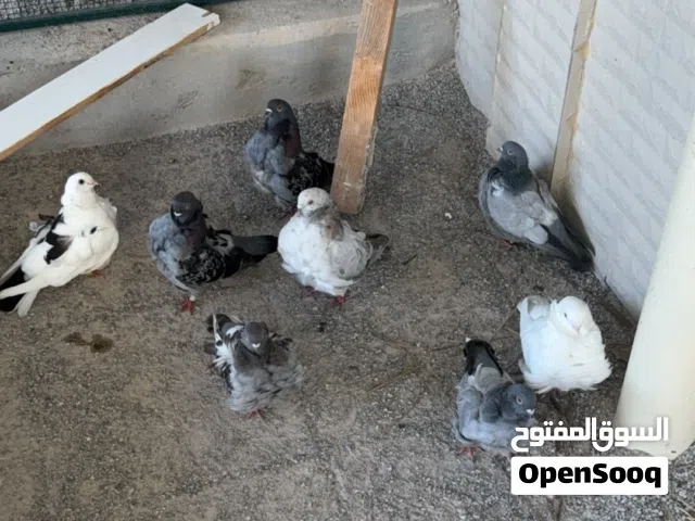 حمام كشيكي اربع ازواج منتجين