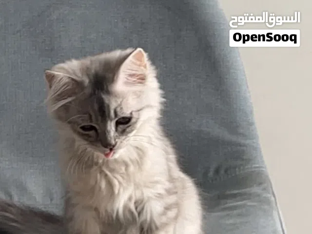 للتبني شيرازي نظيف ولعوب