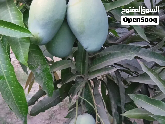للبيع مانجو اصفر مع التوصيل صحم فقط