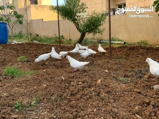 حمام فرنسي نخب