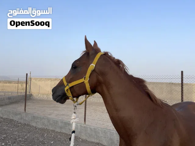 حصان سباق اموره طيبه