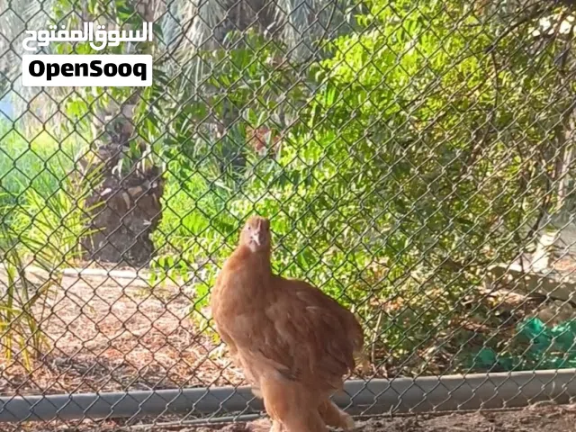 دجاجه كوشن عملاق