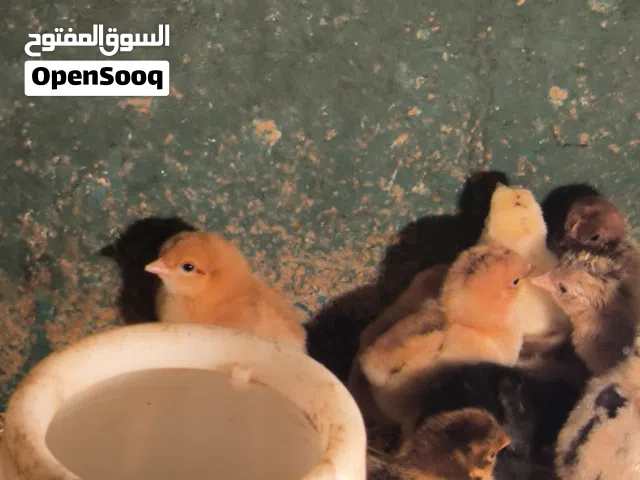 كتاكيت عرب العمر يومين و3 ايام سعر التك 1000 ابيع شرط الصحه مأخذ التهاب صره فقط