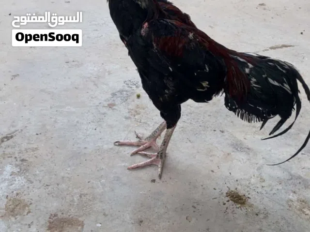 طير باكستاني للبيع 20 غير قابل