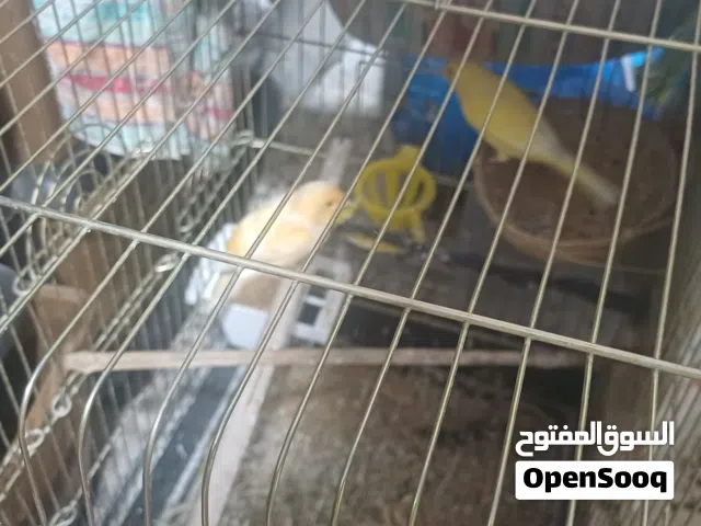 كوكتيل وكنار