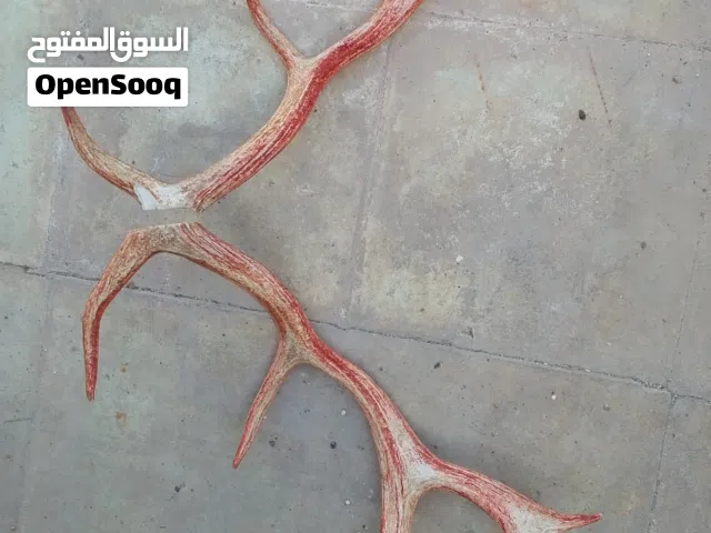 قرون حيوان غزال افريقي