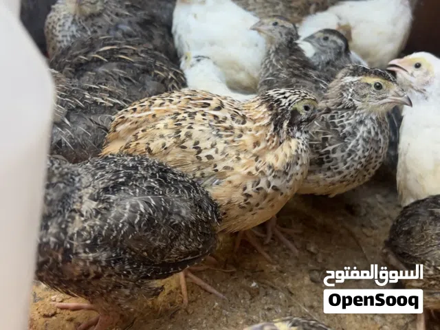 فري جامبو ابيض تكساس وعسلي واسود اكثر من نوع