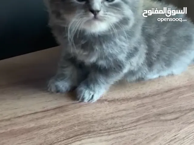 قطط شيرازي مواليد حاجة تحفة