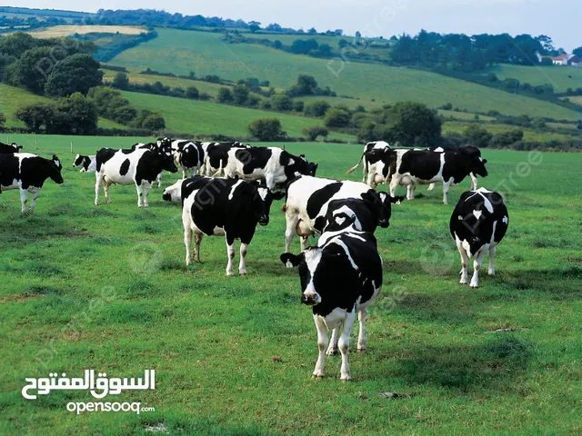حليب ابقار طازج يوميا مزرعة ابو احمد