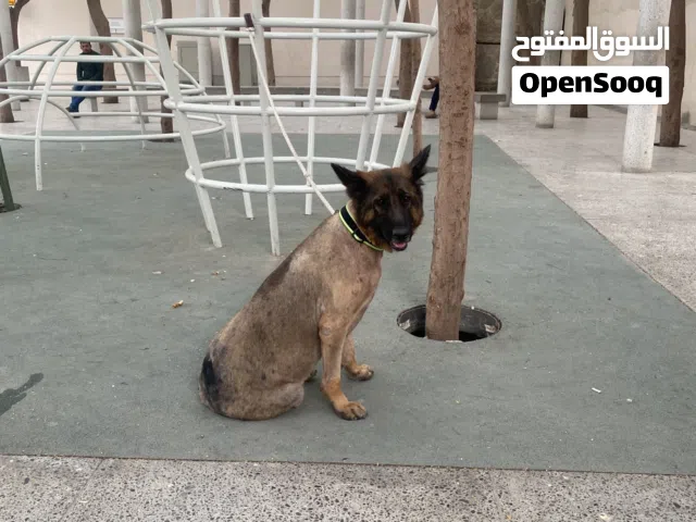 مطلوب ذكر لي انثي جيرمان سوبر لونق هير للتشبيه