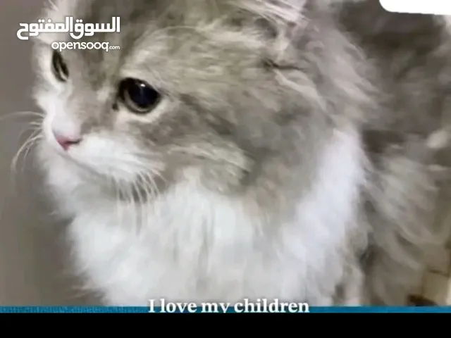 قطة بيرشن جميلة